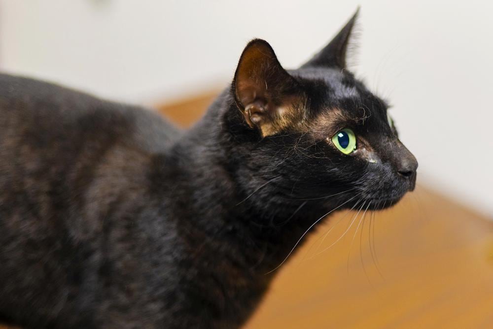 Local shelter puts black cat adoptions on hold in October for Halloween safety