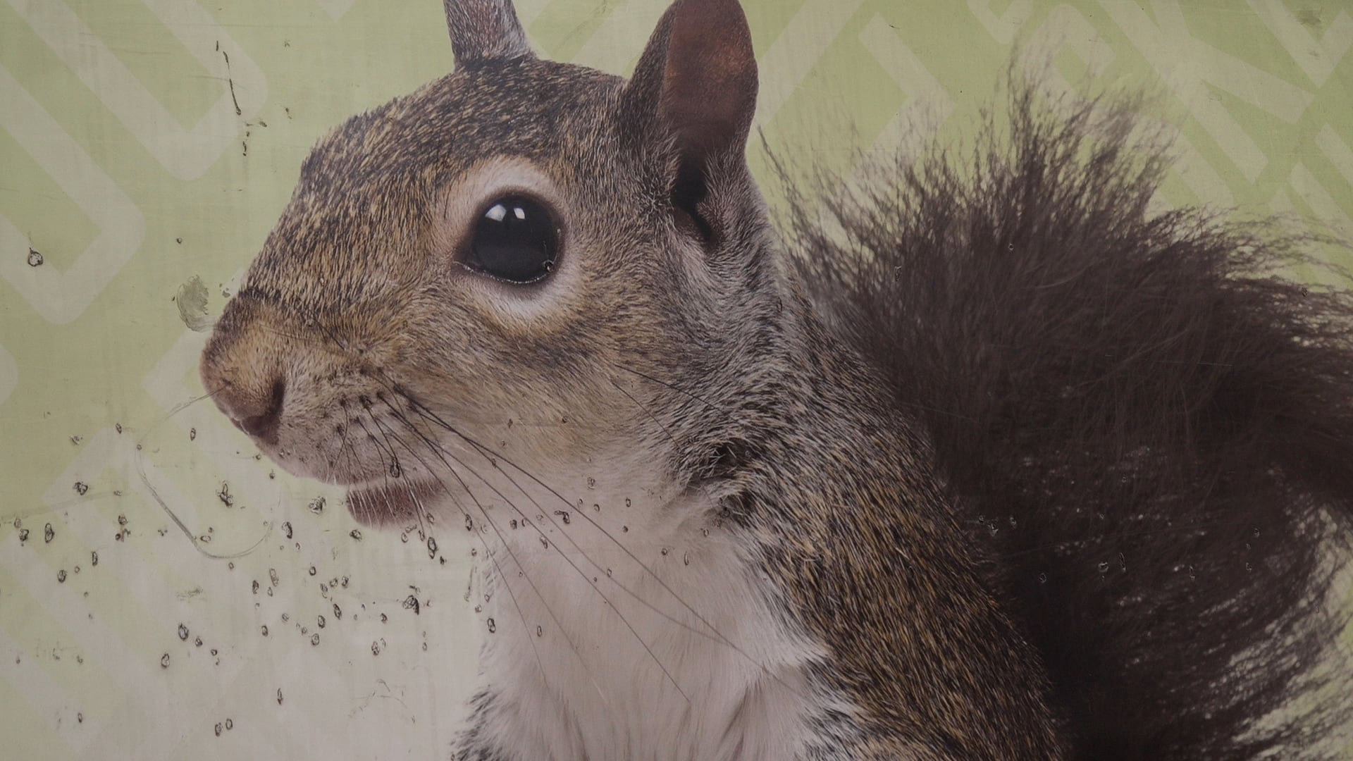 Mitchell man charged after posting squirrel drowning video