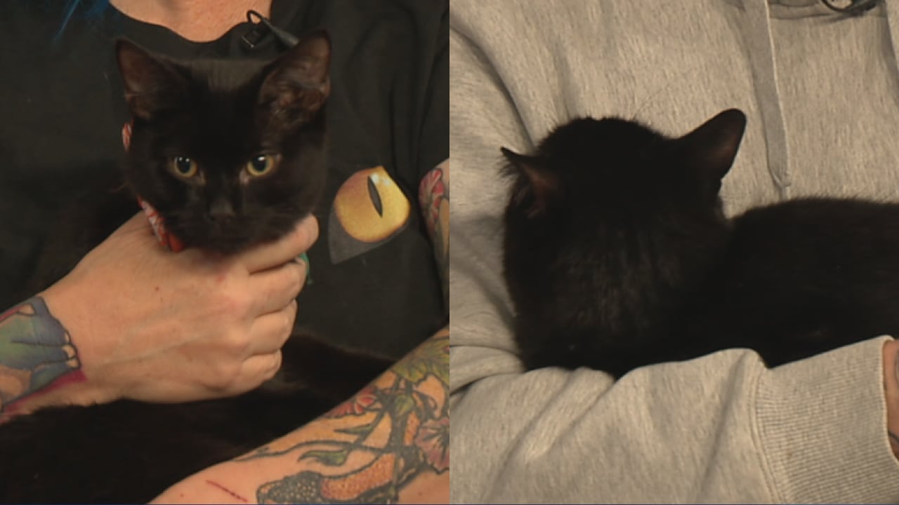 Meet a Rescue Monday: Noche and Louise