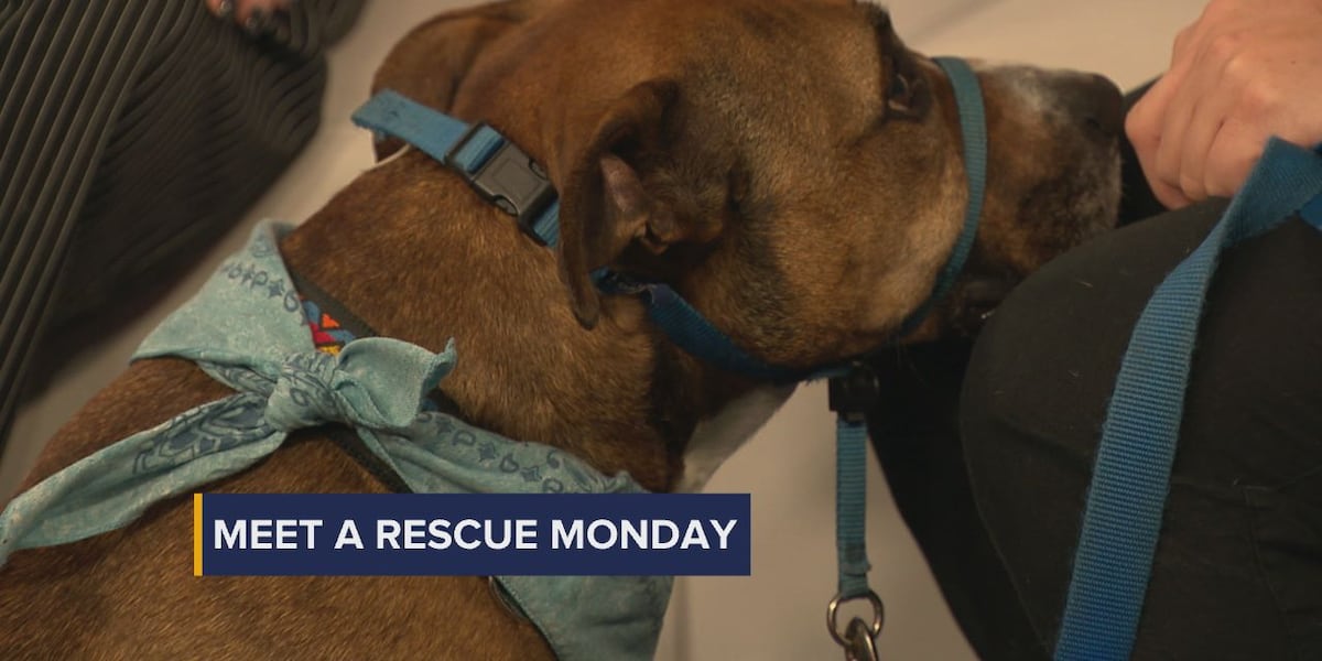 Monday Rescued Meet a Rescue Monday: Cobain