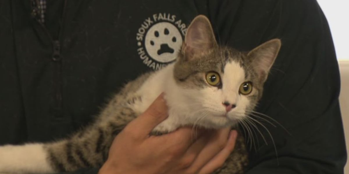 Sioux Falls Humane Society Participates In National Empty The Shelters Sioux falls humane society participates in national empty the shelters