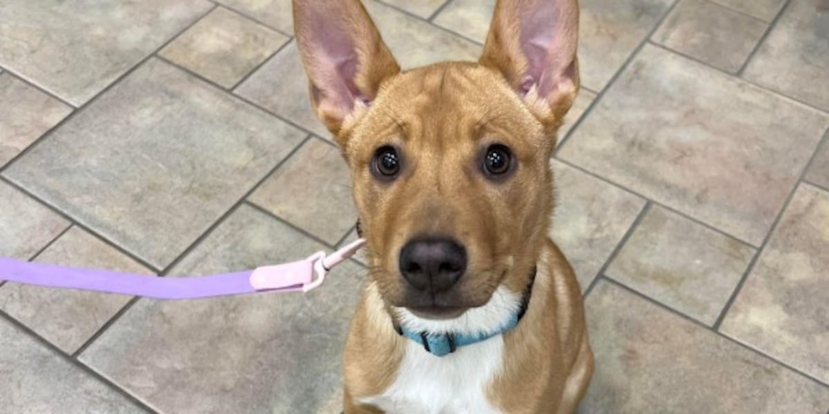 Monday Rescued Meet a Rescue Monday: Daisey May