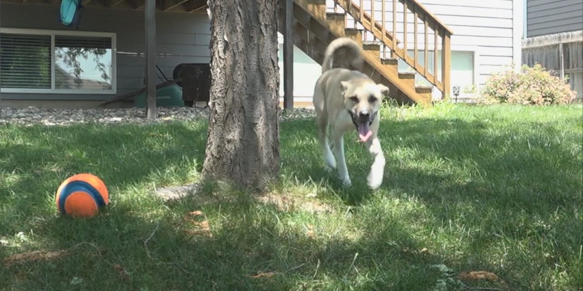 How to keep your pets safe during the hot and humid South Dakota summer