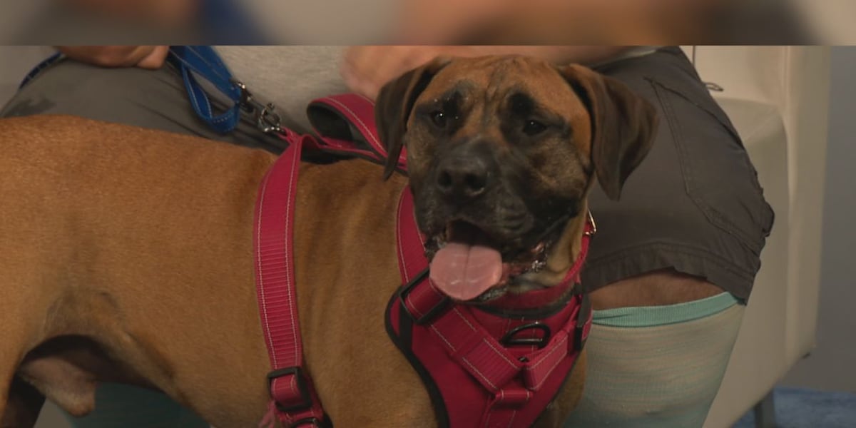 Meet a Rescue Monday: Walter