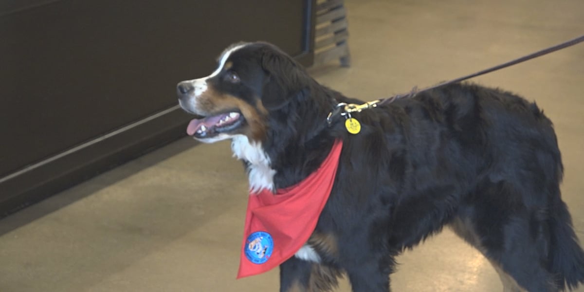A call for more therapy dogs in Sioux Falls