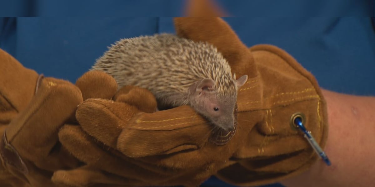 Wild Wednesday: Lesser Madagascar Hedgehog Tenrec