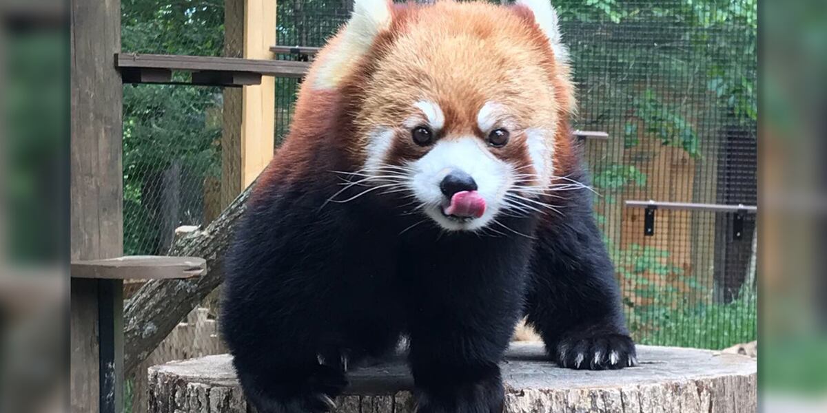 Red panda dies at nature center: ‘We are all heartbroken’