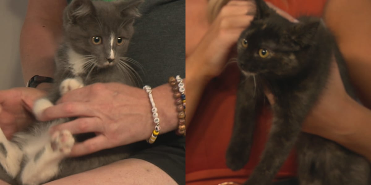 Meet a Rescue Monday: Archie and Tango