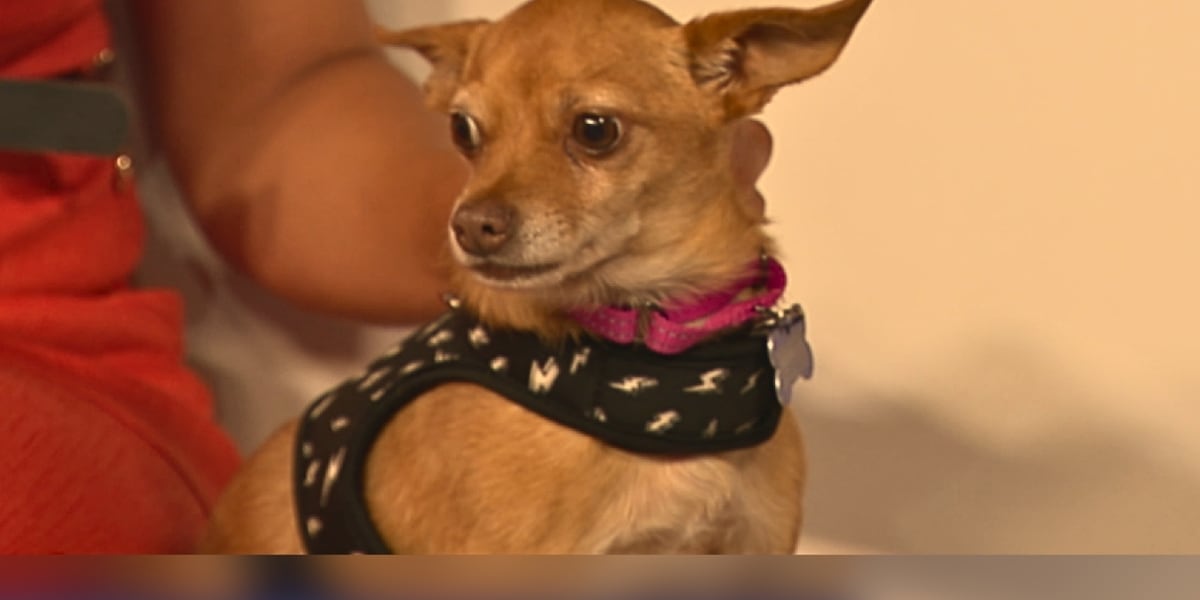 Meet a Rescue Monday: Honey