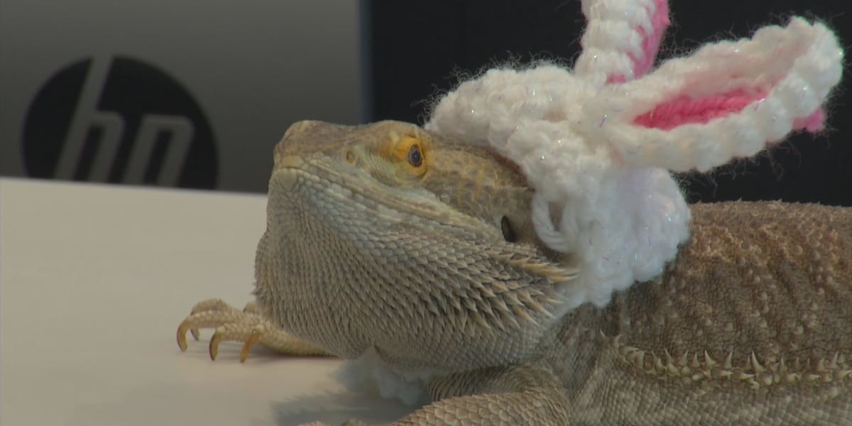 The Easter Lizard? Local Bearded Dragon named semi-finalist in Cadbury ...