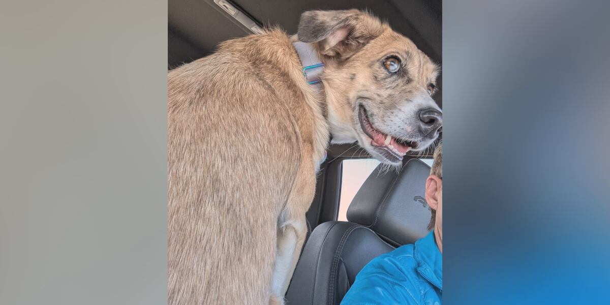 Monday Rescued Meet a Rescue Monday: Tilly