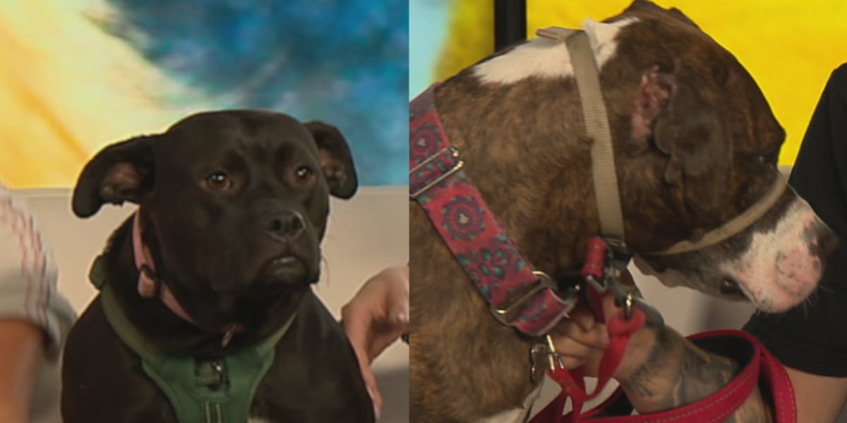 Meet a Rescue Monday: 605 Boxer Rescue & Sioux Empire Pit Rescue
