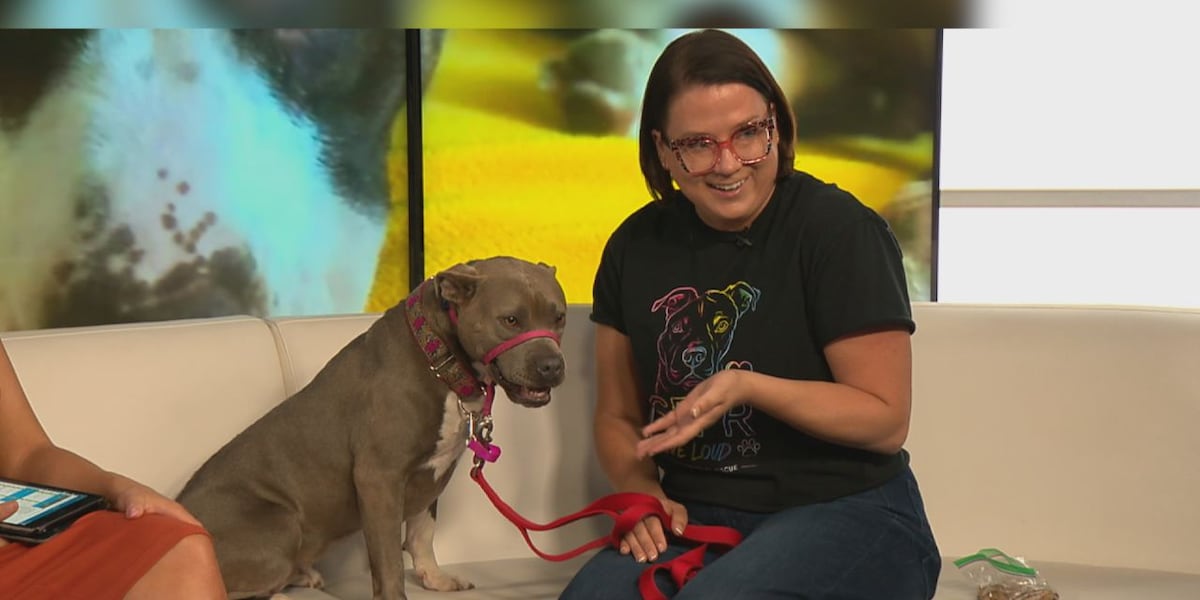Meet a Rescue Monday: Misty