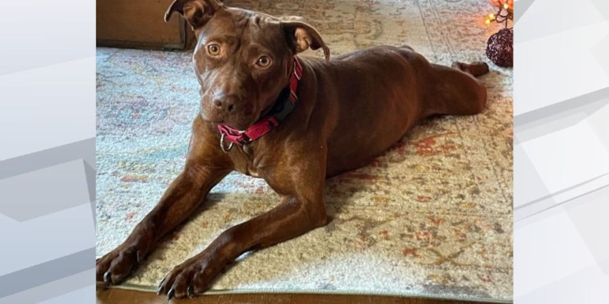 Monday Rescued Meet a Rescue Monday: Autumn