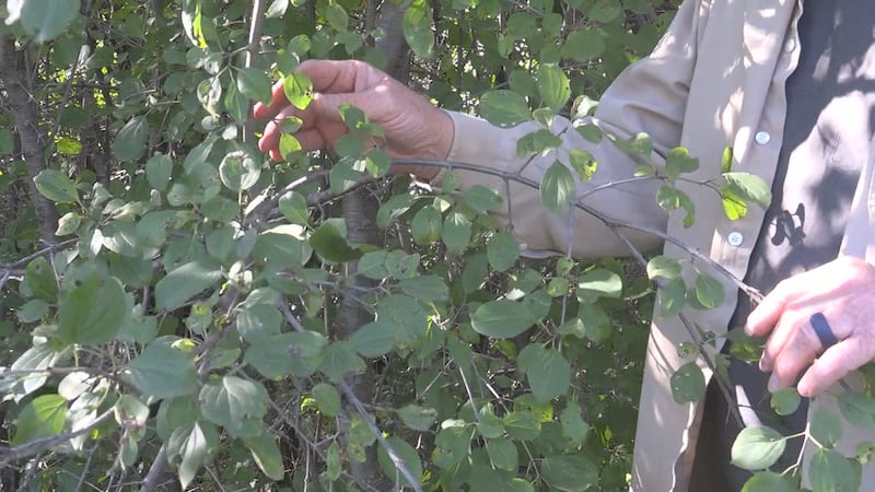 Clearing event set for Saturday aims to protect native trees and plants