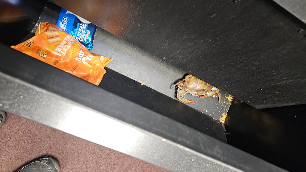 This crab was found in a vending machine at the Frances Building in Sioux City.