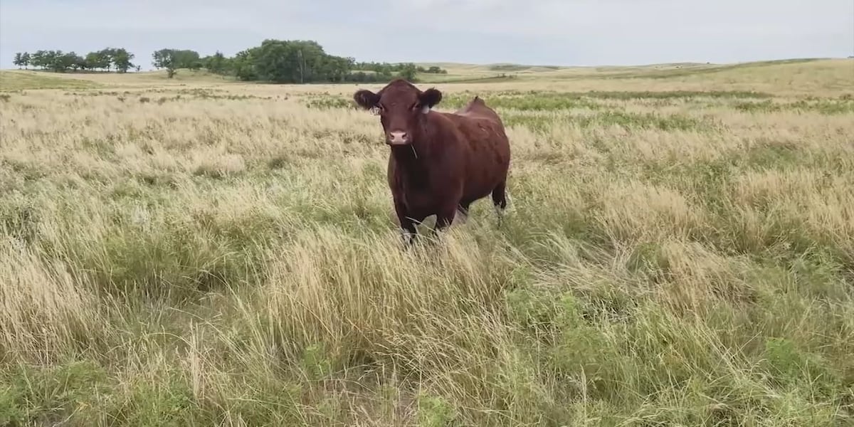 What South Dakotans need to know about screwworm, flesh-eating parasite found in cattle