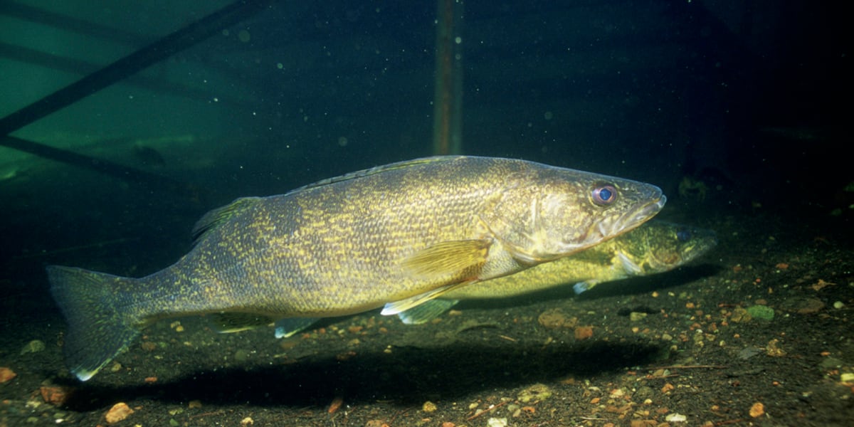 Sdf Fish South Dakota Department of Health releases new fish consumption advisories