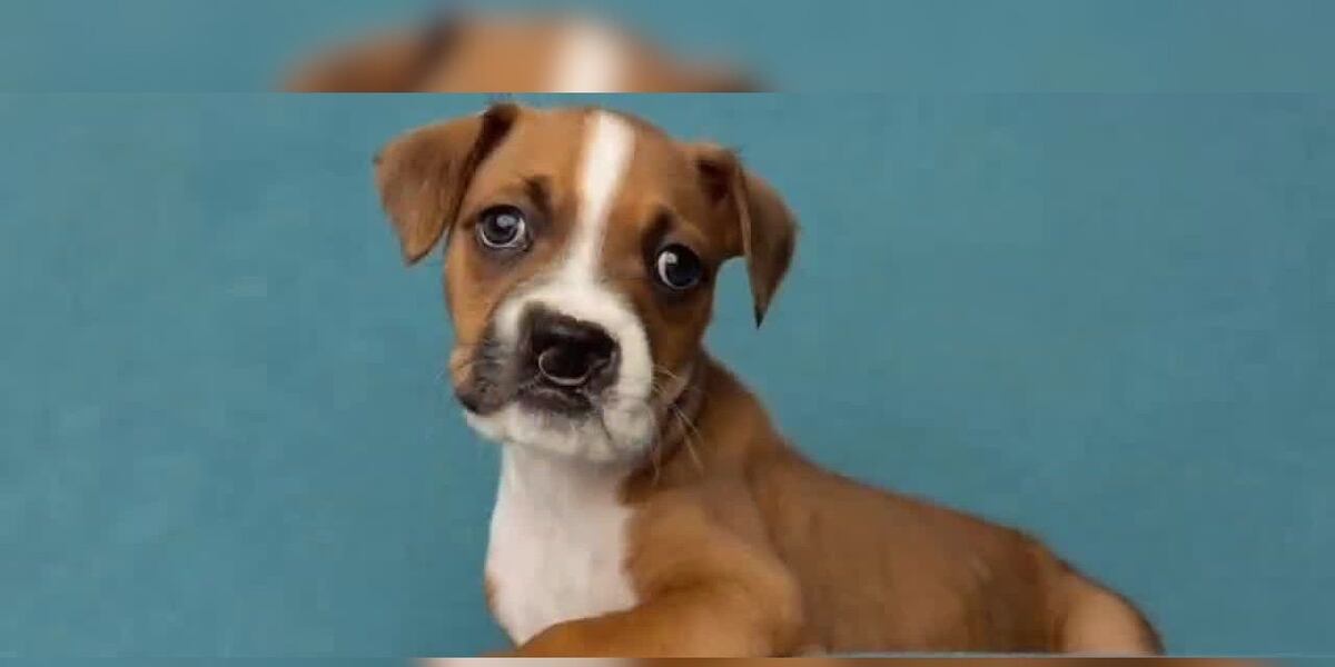 Monday Rescued Meet a Rescue Monday: Indy