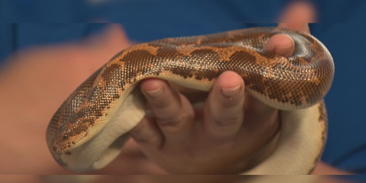 Wild Wednesday: Kenyan sand boas
