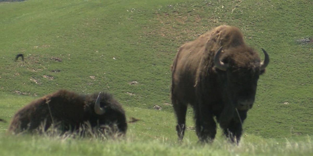 Lone bison to be relocated following tourist tragedy at Custer State Park