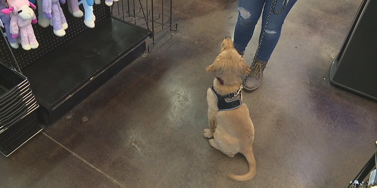 New law: Owners of fake service animals could be charged