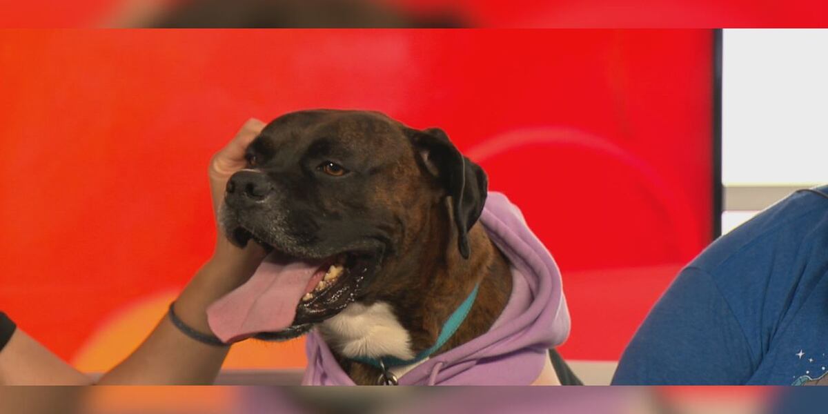 Monday Rescued Meet a Rescue Monday: Reginald
