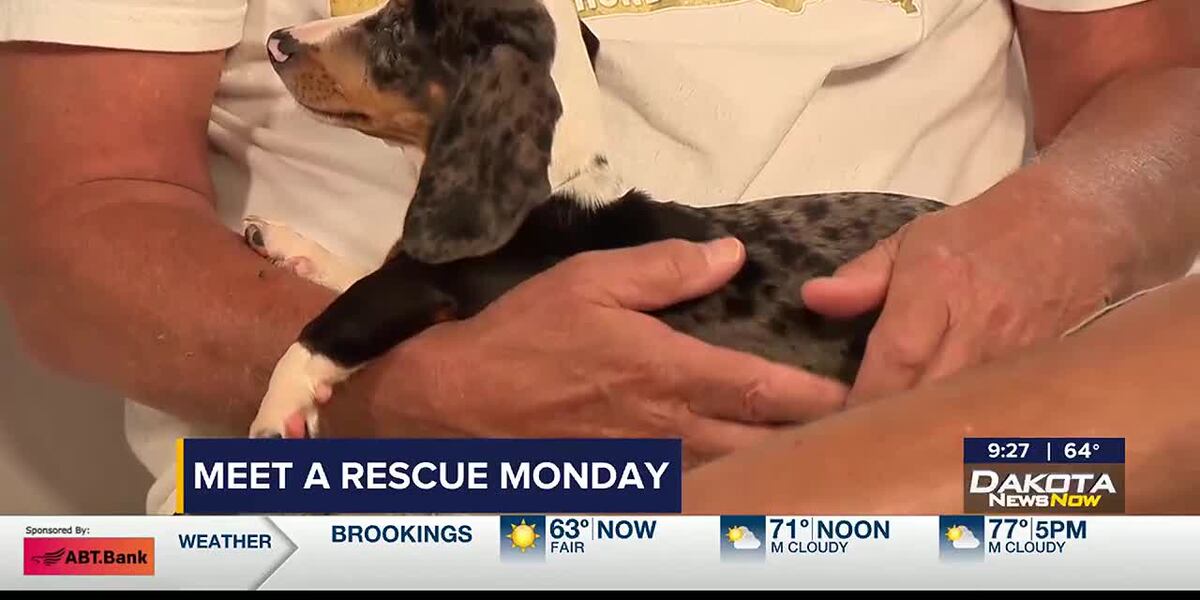 Monday Rescued Meet a Rescue Monday: Brady